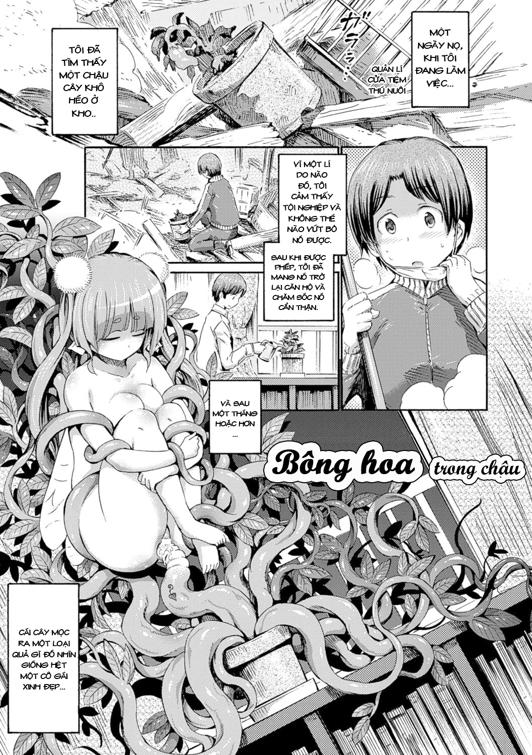 Bông hoa trong chậu